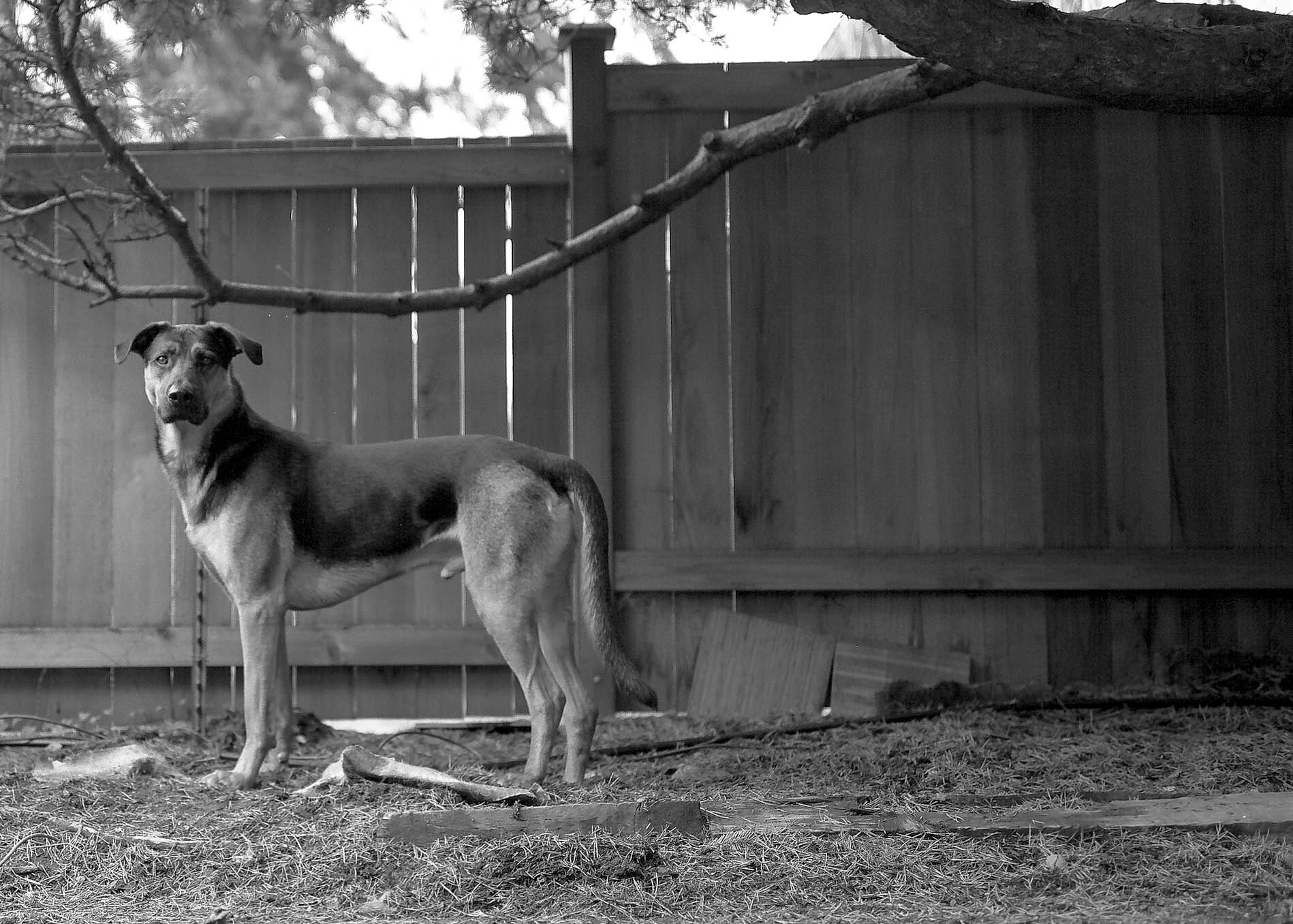 A black-and-white photograph of Alvin, a dog standing alert in a Seattle backyard, March 2025.